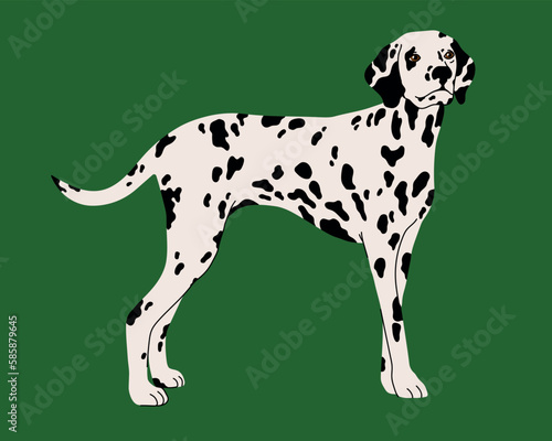 Dog breed Dalmatian vector flat illustration isolated on green background.