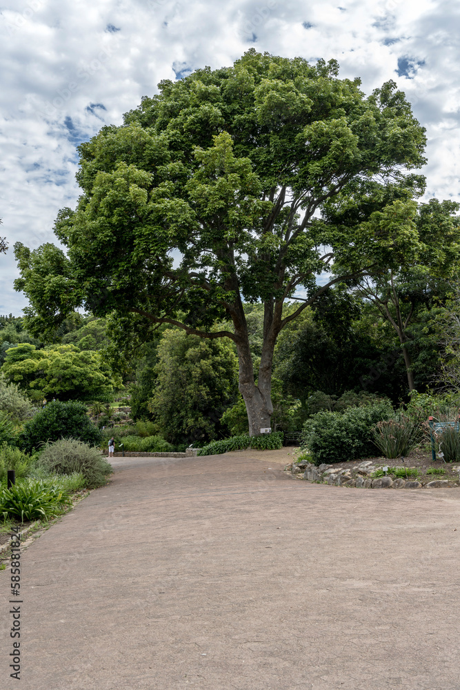 tall Mahogany tree at Kristensbosch gardens, Cape Town tall Mahogany tree at Kristensbosch gardens, Cape Town