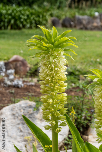 Pineapple flower at Kristensbosch gardens, Cape Town photo