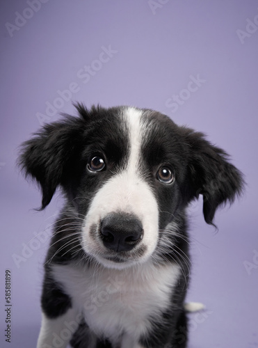 funny puppy on purple background. Border collie dog with funny muzzle, emotion, big eyes 