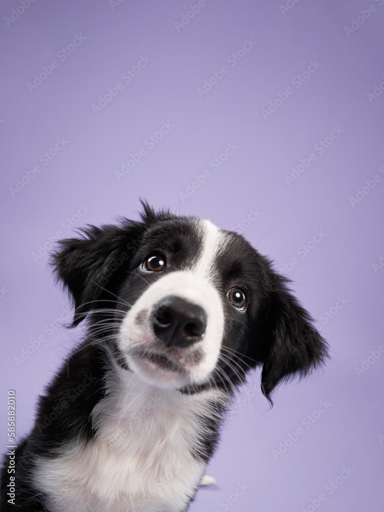 funny puppy on purple background. Border collie dog with funny muzzle, emotion, big eyes funny puppy on purple background. Border collie dog with funny muzzle, emotion, big eyes