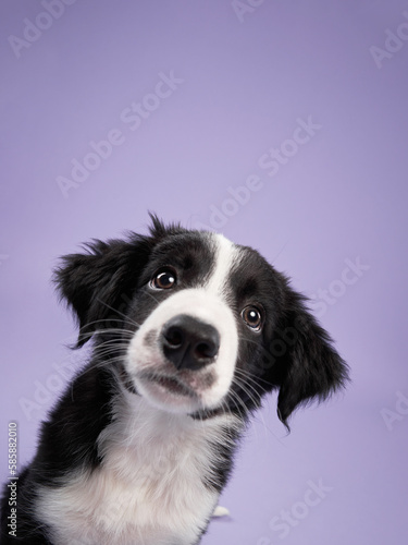 funny puppy on purple background. Border collie dog with funny muzzle, emotion, big eyes  © annaav