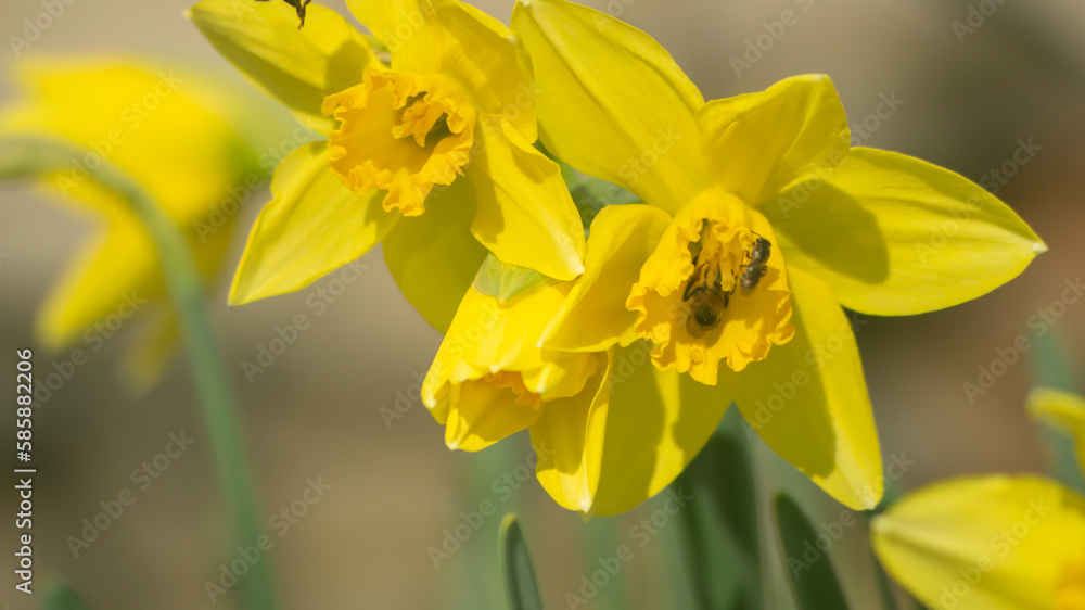 Obraz premium Yellow flowers in sunlight. Close to yellow daffodils. Daffodils in the sunlight. Bee and yellow daffodil. A bee collects flower pollen