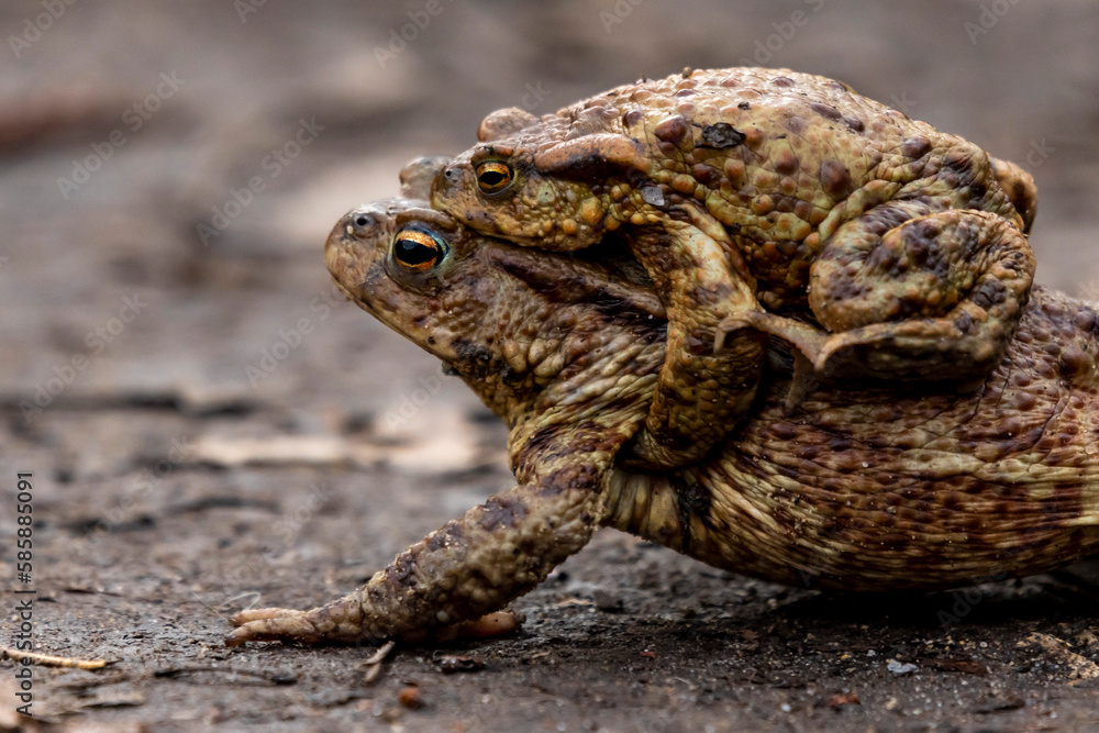 ropucha szara oczy pomarańczowe wiosna gody ropucha szara oczy pomarańczowe wiosna gody
