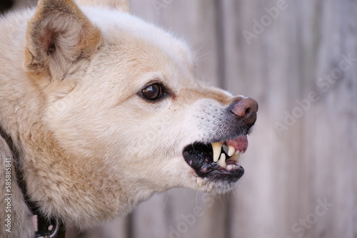 Aggressive dog. The dog growls