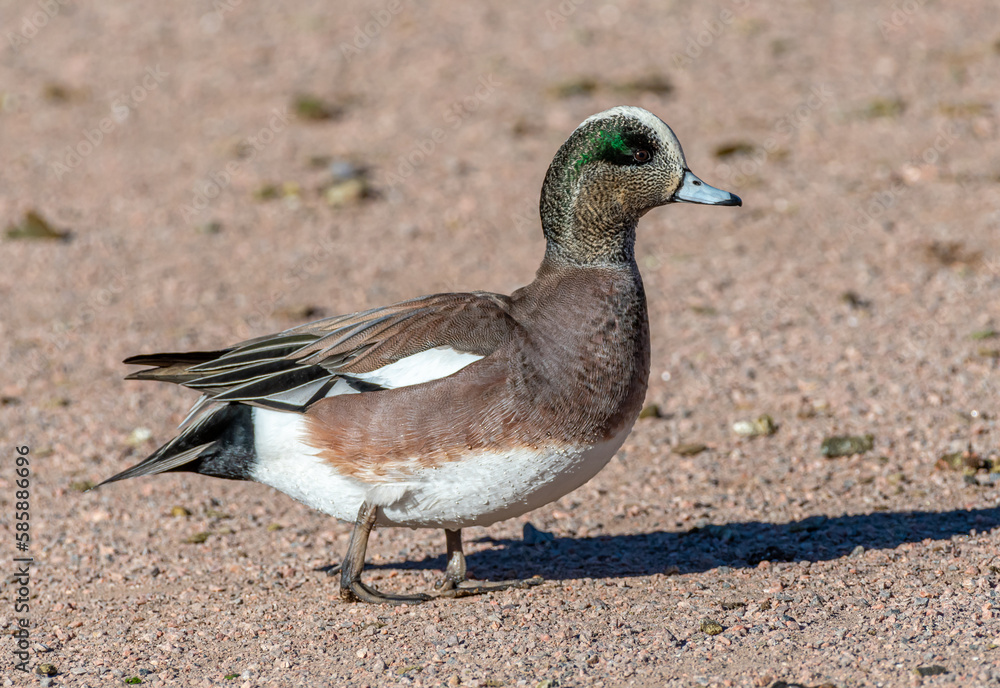 Drake American Wigeon Drake American Wigeon