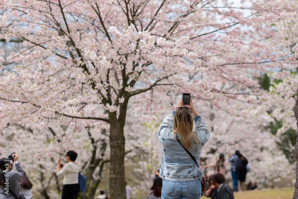 Young blonde woman taking pictures of cherry tree branches with white and pink flowers in full blossom. Selective focus, blurred background, shallow depth of field. Space for copy. High Park, Toronto. Young blonde woman taking pictures of cherry tree branches with white and pink flowers in full blossom. Selective focus, blurred background, shallow depth of field. Space for copy. High Park, Toronto.
