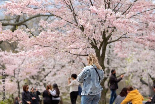 Canvas Print Young blonde woman taking pictures of cherry tree branches with white and pink flowers in full blossom