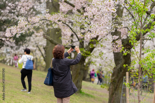 Photography Elderly woman taking pictures of cherry tree branches with white and pink flowers in full blossom