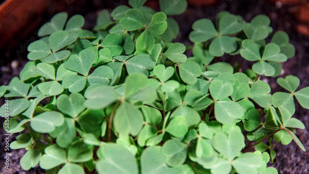 Oxalis Green Leaves Moves on a Ground Background in Time Lapse