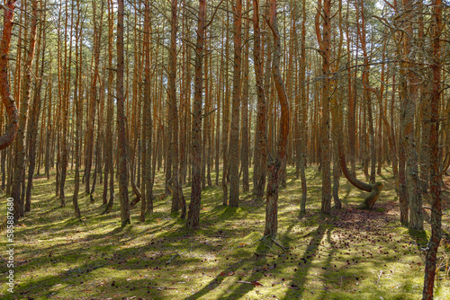 Dancing forest is sight of Curonian Spit national park in Kaliningrad region, Russia. Trunks of beautiful old conifer trees, land covered moss and grass. Forest landscape, beauty in nature