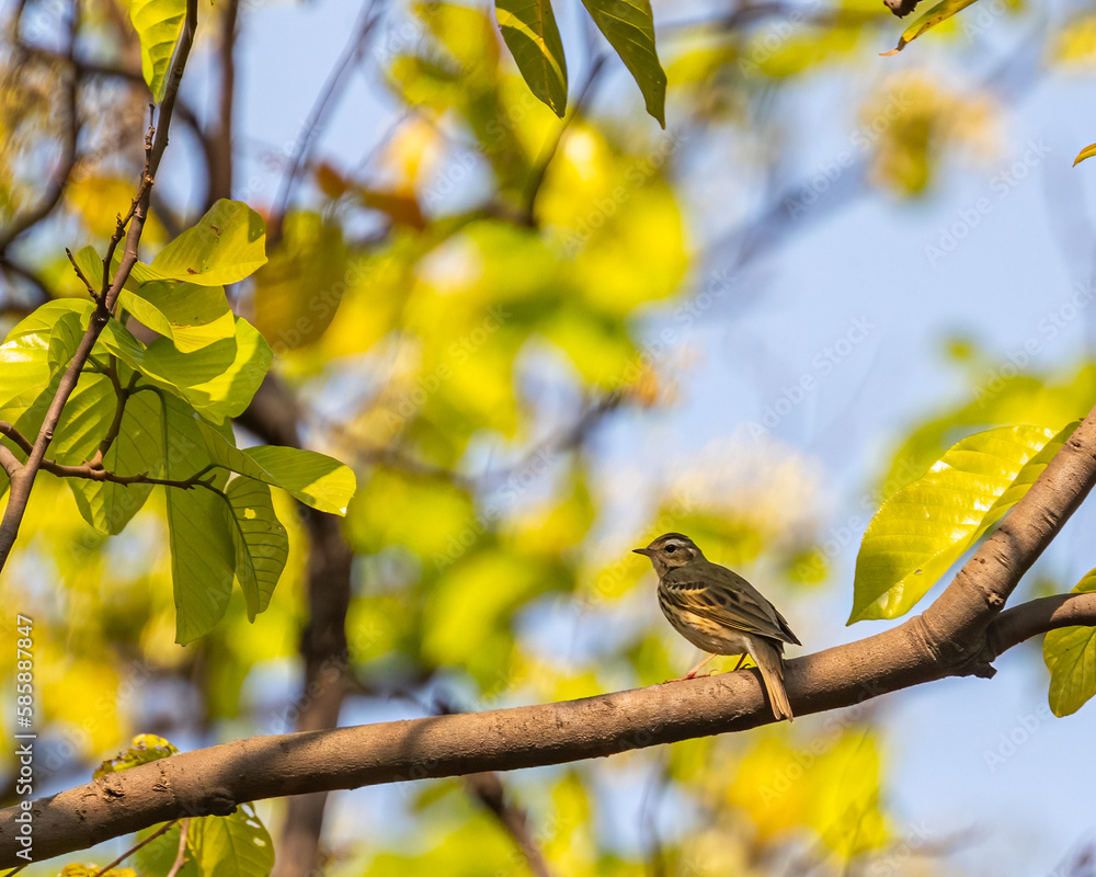 Obraz premium A Olive backed pipit looking back from a tree