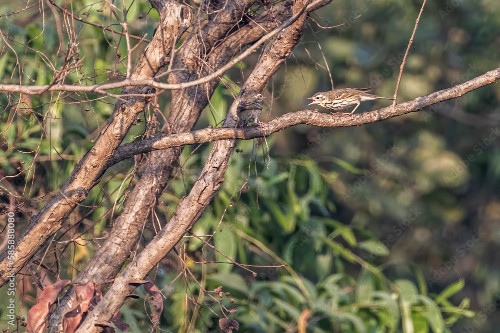 A fight between Olive back pipit A fight between Olive back pipit