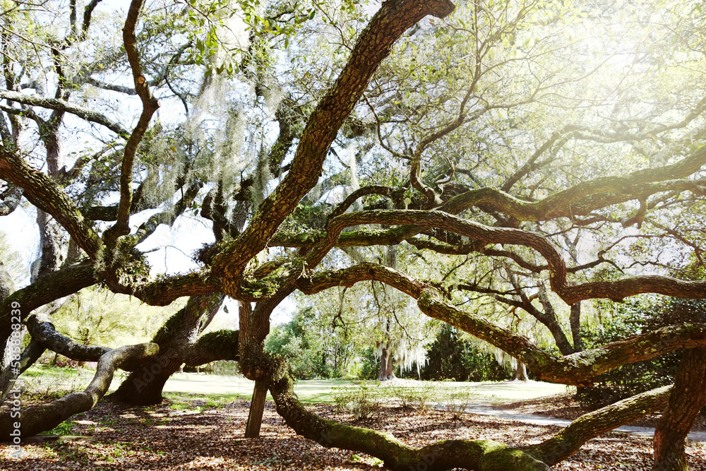 Old tree covered in Spanish Moss in Airliie Gardens , Wilmington , NC Old tree covered in Spanish Moss in Airliie Gardens , Wilmington , NC