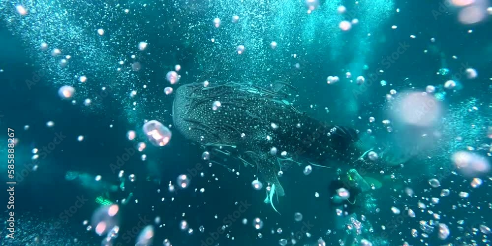 Scuba divers play with whale shark close-up top view near ocean surface amazing diving experience Thailand slow motion Scuba divers play with whale shark close-up top view near ocean surface amazing diving experience Thailand slow motion