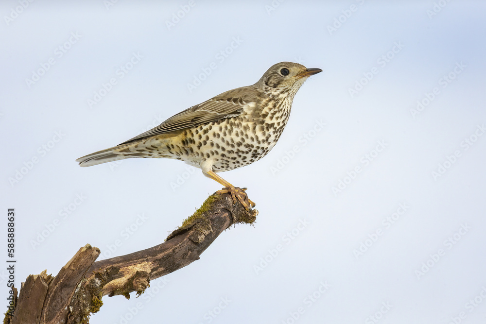 Cute thrush bird sitting on dry tree branch Cute thrush bird sitting on dry tree branch