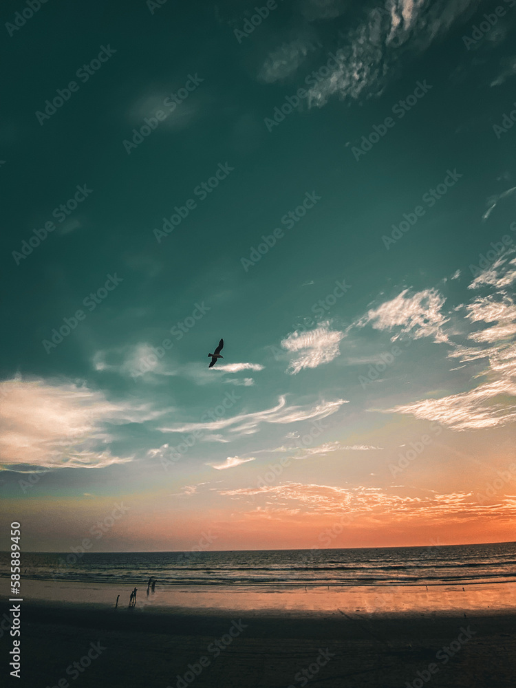 seagull on the beach at sunset