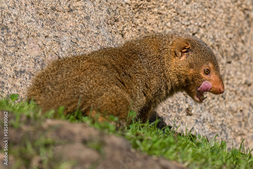 This image shows a common dwarf mongoose (Helogale parvula) sitting and licking it's lips.