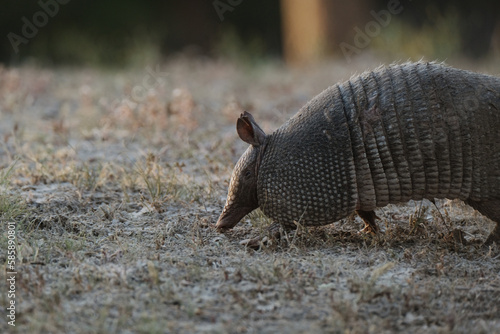 Nine-banded armadillo with copy space on blurred background in Texas field.