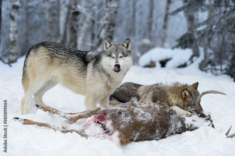 Wolf (Canis lupus) Licks Nose Eyes Closed at Body of White-Tail Deer Winter