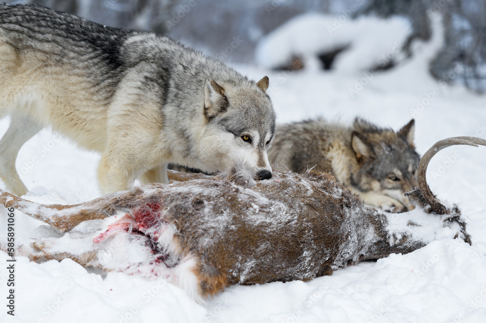 Obraz premium Wolf (Canis lupus) Looks Over Top of Body of White-Tail Deer Winter