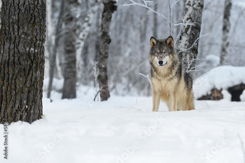 Wolf (Canis lupus) Stands in Frosty Woods Eyes Closed Winter © hkuchera