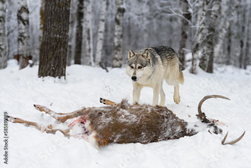 Wolf  Canis lupus  Trots to Body of White-Tail Deer Winter