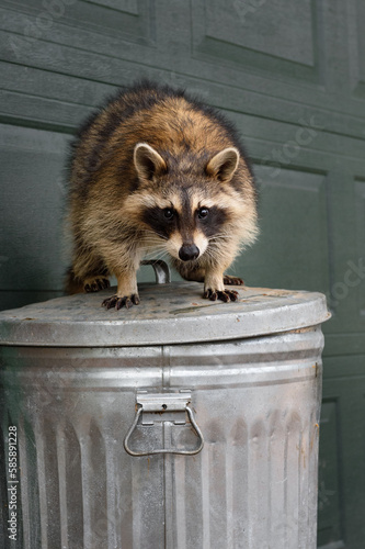Raccoon (Procyon lotor) Stares Out From Atop Lid of Trash Can Autumn