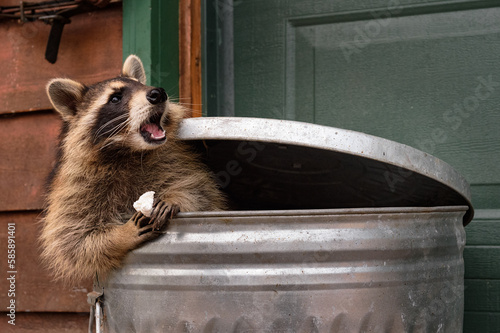 Raccoon (Procyon lotor) Chewing on Marshmallow In Trash Can Autumn photo