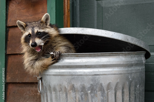 Raccoon (Procyon lotor) Mouth Full of Marshmallow in Trash Can Autumn