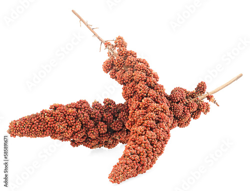 Italian millet. Twigs of red millet seeds isolated on a white background. Healthy food for diabetes persons.