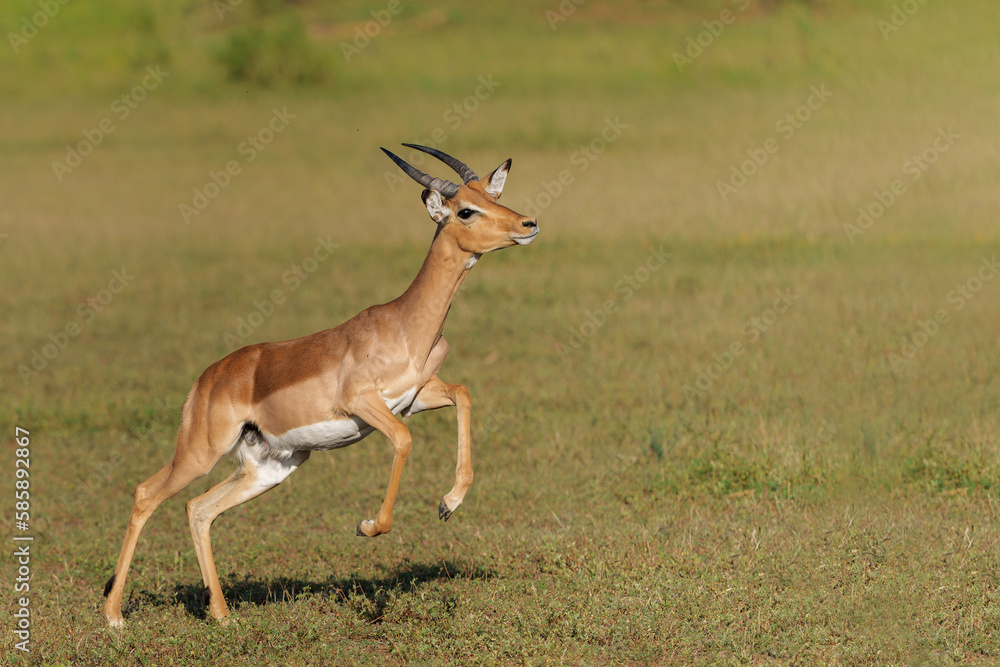 Impala male running in Mashatu Game Reserve in the Tuli Block in Botswana Impala male running in Mashatu Game Reserve in the Tuli Block in Botswana