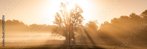 Baum im Nebel und Licht der Sonne im Sonnenaufgang - Panorama