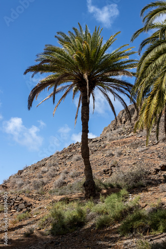 Valley with a palm tree oasis  Fuerteventura