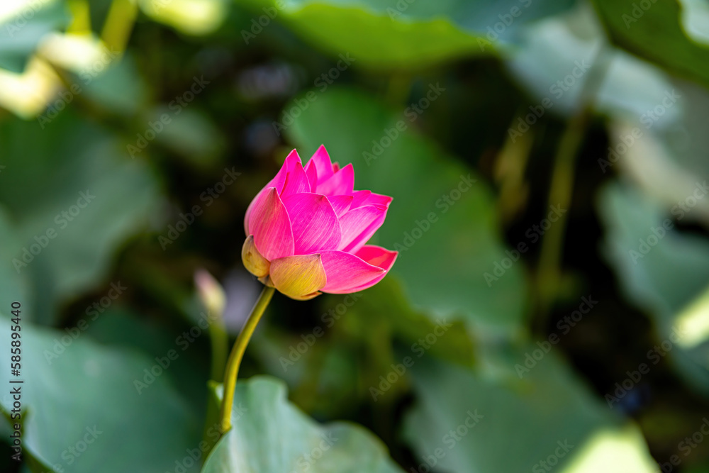 blooming pink lotus flower on green blurred background. Colorful water lily or lotus flower blooming pink lotus flower on green blurred background. Colorful water lily or lotus flower
