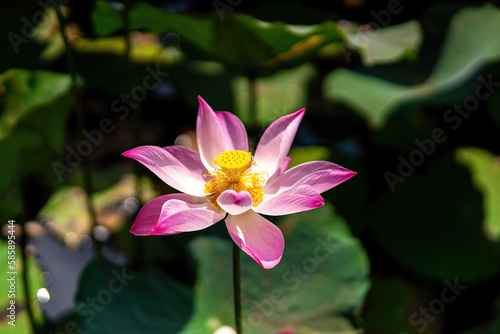 blooming pink lotus flower on green blurred background. Colorful water lily or lotus flower