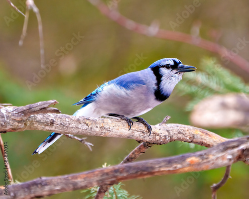 Blue Jay Photo and Image. Side view perched on a tree branch with a blur forest background in its environment and habitat surrounding displaying blue feather plumage. Jay Picture.