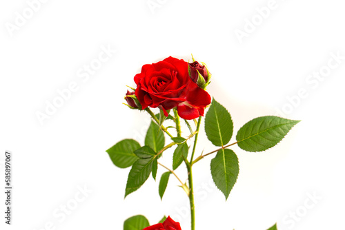 Red roses in a pot isolated on a white background.