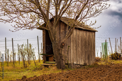 alte Hütte mit Baum in den Weinbergen