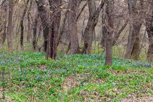 The first blue flowers appear in the forest after winter in early spring. Blue carpet from flowers in early spring forest. Alpine Squill  Early Spring Squill  Two-leaved Squill.