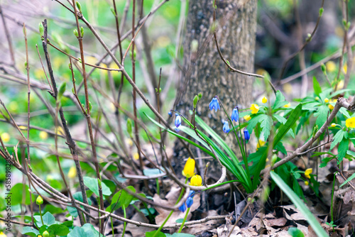 Friendly blue and yellow flowers on path edges in early spring, it`s ones of the first flowers to appear in spring after winter. Blooming heartily from early spring. Scilla bifolia (Alpine Squill).