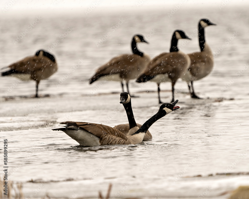 Geese Falling Canada Geese Photo and Image. On ice water in the springtime with ...