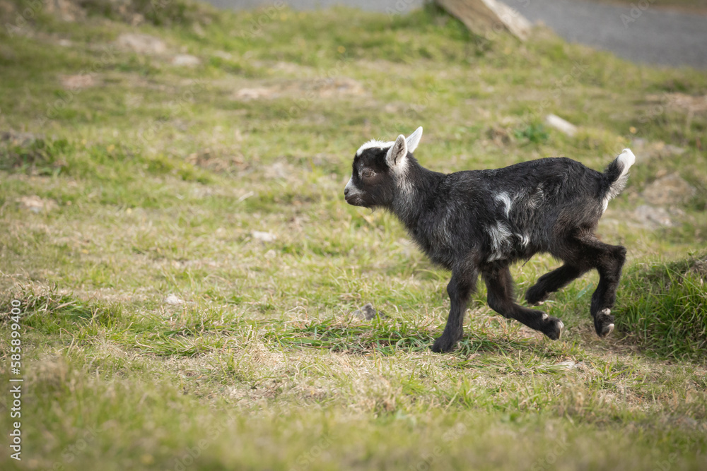 Leaping feral goat (Capra hircus) Leaping feral goat (Capra hircus)