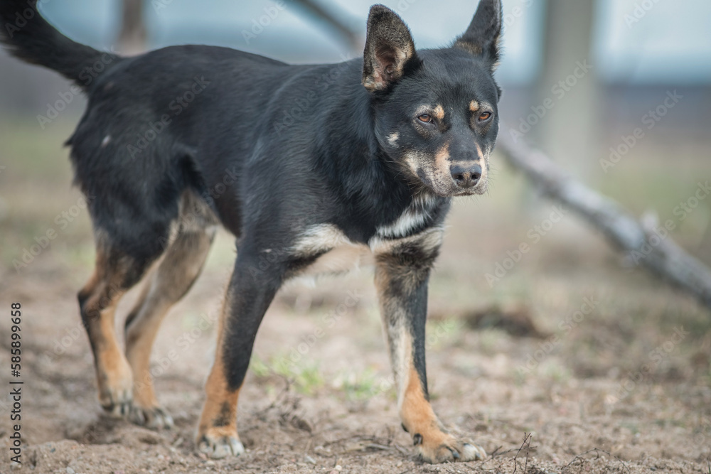 Portrait of a country dog on a cloudy day. Portrait of a country dog on a cloudy day.