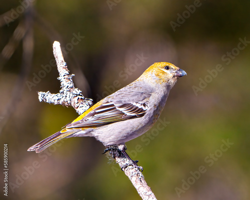 Pine Grosbeak Photo and Image. Female side view perched on a branch with a blur forest background in its environment and displaying rusty colour feather plumage. Grosbeak Portrait.