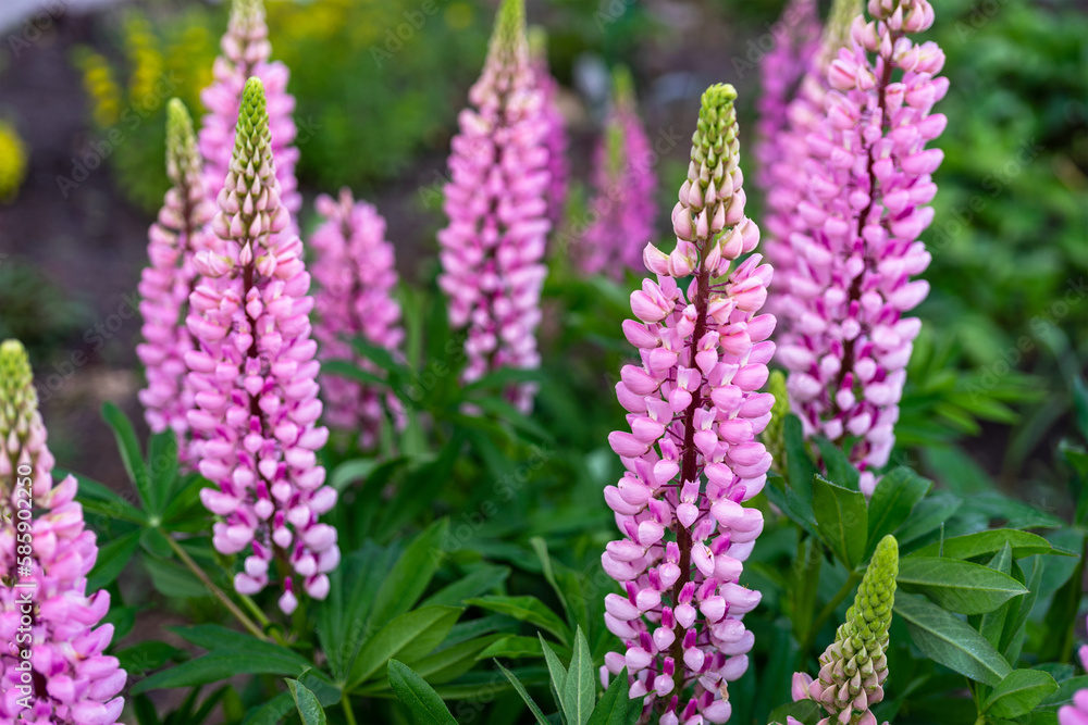 Blooming lupine flowers. A field of lupines. Sunlight shines on plants. Pink spring and summer flowers Blooming lupine flowers. A field of lupines. Sunlight shines on plants. Pink spring and summer flowers