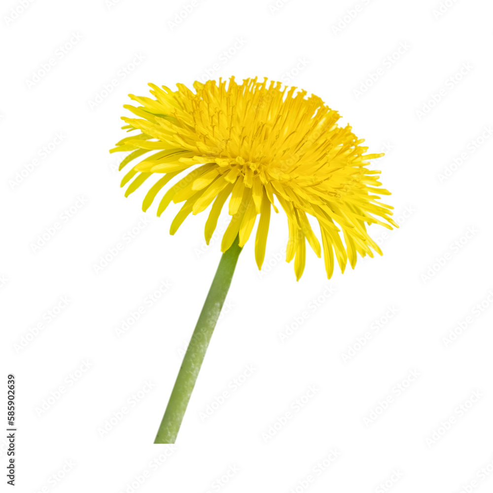 Fototapeta premium One yellow dandelion isolated on white background. Close-up, side view.