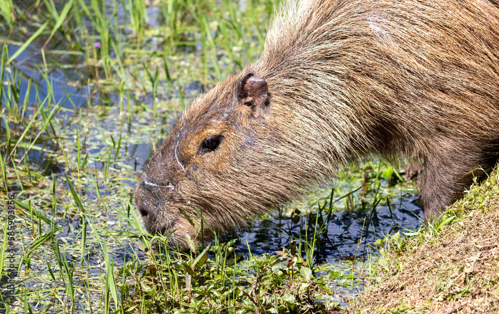 Photograph of a capybara walking through the Campos do Jordão park, São Paulo, Brazil. Photograph of a capybara walking through the Campos do Jordão park, São Paulo, Brazil.