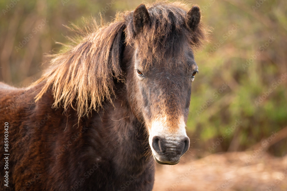 Fototapeta premium Headshot of an Exmoor pony (Equus ferus caballus)