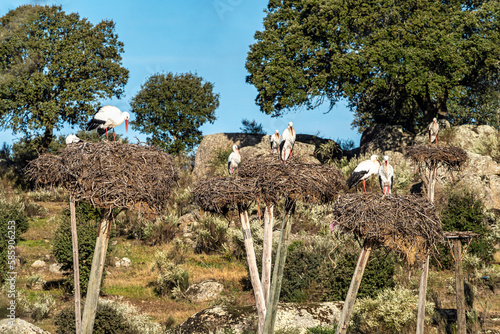 Storks colony in a protected area at Los Barruecos Natural Monument, Malpartida de Caceres, Extremadura, Spain. photo